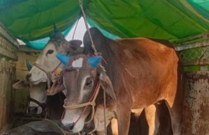 रायपुर में गौ तस्करी : पिकअप से 8 गौवंश को किया बरामद , नाबालिग समेत 2 आरोपी गिरफ्तार