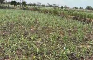 कवर्धा में किसान बूंद-बूंद पानी को तरस रहे, अफसरों और ग्रामीणों के बीच बैठक में नहीं निकला समाधान