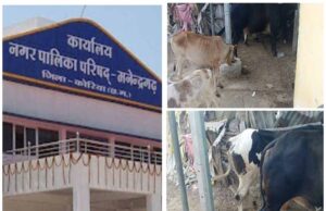 मनेंद्रगढ़ बस स्टैंड क्षेत्र में पशुपालन से वार्ड वासियों का जनजीवन बेहाल, नगर पालिका प्रशासन मौन
