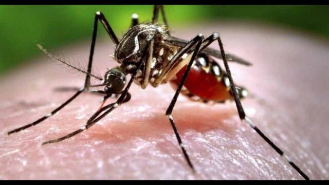 zika1.jpg