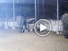 धान खरीदी केंद्र में हाथियों की जमकर तोड़-फोड़, 15 बोरी धान चट, वायरल वीडियो