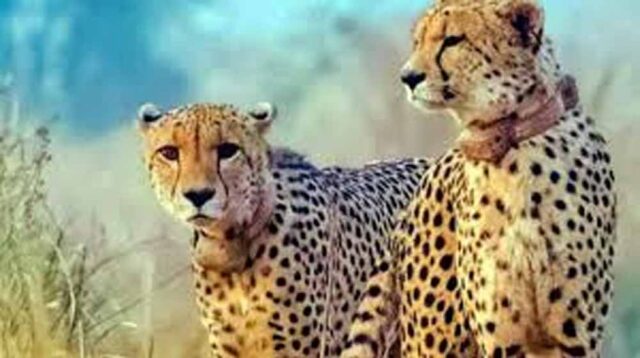 cheeta1-1.jpg