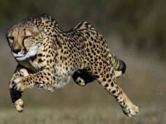 2026 में VDTR का नया अध्याय: चीते शिफ्टिंग, बजट की मंजूरी और प्रोजेक्ट तैयार