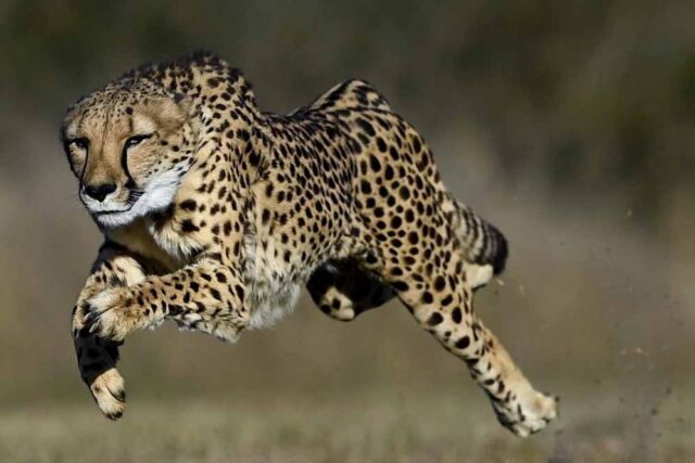 cheetah_33_3-2.jpg