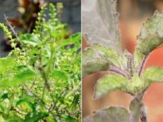 रामा और श्यामा तुलसी में क्या फर्क है? घर में लगाने से पहले जान लें वास्तु नियम