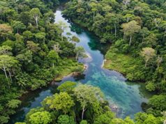 गांधीसागर बांध के 1.5 करोड़ पेड़ों में 65 लाख इंसानों को ऑक्सीजन देने की शक्ति