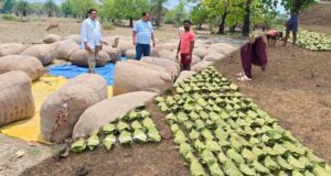 हरा सोना संग्राहकों के लिए सरकार का बड़ा कदम, 920 करोड़ रुपए का भुगतान होगा संभावित