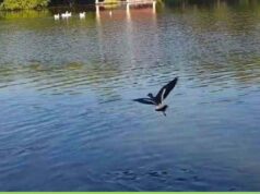 तालाबों में पानी की गुणवत्ता सुधारने के लिए निगम की नैनो एरेटर तकनीक, 10 दिन में क्षीरसागर में दिखा बदलाव