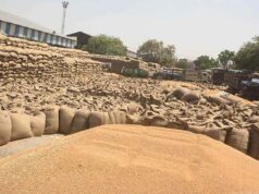 प्रदेश में किसानों के लिए अच्छी खबर, गेहूं उपार्जन की तारीख बढ़ी, जानें ताजा अपडेट