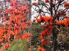 सफलता की कहानी: पलाश फूल से बढ़ती आजीविका और समृद्धि