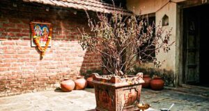 सूखी तुलसी भी बदल सकती है किस्मत, वास्तु के 3 चमत्कारी उपाय