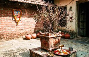 सूखी तुलसी भी बदल सकती है किस्मत, वास्तु के 3 चमत्कारी उपाय