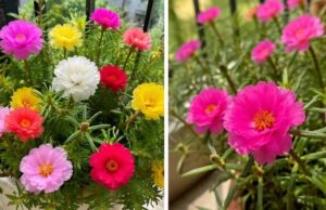 वास्तु टिप्स: मॉस रोज पौधा खोल सकता है किस्मत के बंद दरवाजे