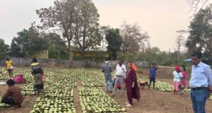 तेंदूपत्ता सीजन शुरू: 1 मई से तोड़ाई, 639 फड़ बनाए गए संग्रहण के लिए