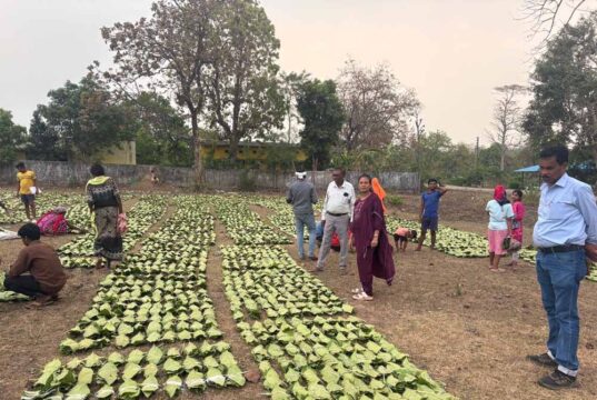 तेंदूपत्ता सीजन शुरू: 1 मई से तोड़ाई, 639 फड़ बनाए गए संग्रहण के लिए