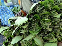 छत्तीसगढ़ में तेंदूपत्ता सीजन शुरू: 31 हजार परिवारों की आय बढ़ेगी, व्यवस्थाएं दुरुस्त