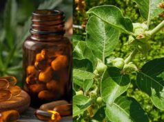 अश्वगंधा विवाद: FSSAI ने पत्तियों पर लगाई रोक, जड़ खाने से पहले जान लें फायदे-नुकसान