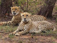 मंदसौर में चीता संरक्षण में सफलता, प्रभास और पावक ने पार किया अहम पड़ाव