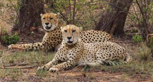 मंदसौर में चीता संरक्षण में सफलता, प्रभास और पावक ने पार किया अहम पड़ाव
