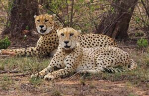 मंदसौर में चीता संरक्षण में सफलता, प्रभास और पावक ने पार किया अहम पड़ाव