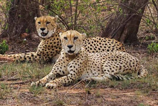 मंदसौर में चीता संरक्षण में सफलता, प्रभास और पावक ने पार किया अहम पड़ाव