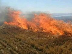 नरवाई जलाना खेत और सेहत दोनों के लिए हानिकारक : कृषि मंत्री कंषाना