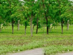हरियाली की ओर बढ़ता छत्तीसगढ़, मियावाकी फॉरेस्ट मॉडल बना पर्यावरण संरक्षण की मिसाल