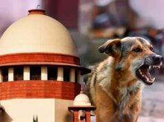 स्ट्रे डॉग्स को लेकर SC सख्त, लेकिन क्या राज्यों के पास हैं इतने शेल्टर और संसाधन?
