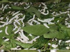 रेशम उत्पादन में नर्मदापुरम नंबर-1, चारों वैरायटी तैयार करने वाला MP का अकेला जिला