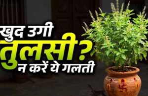 घर में अपने आप उग आए तुलसी के पौधे का क्या है संकेत? जानें वास्तु और ज्योतिष मान्यता