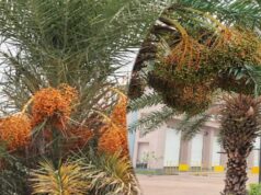 बस्तर का नवाचार: जंगल के छिंद बीजों से बनी हर्बल कॉफी, दुनियाभर में आकर्षण का केंद्र