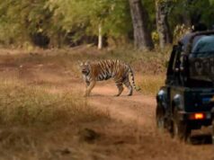 रायपुर में गर्मी से वन्यजीवों की सुरक्षा पर जोर, 2 दिन बंद रहेगी जंगल सफारी
