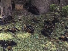 गर्मी से बेहाल छत्तीसगढ़, हीट स्ट्रोक ने ली 500+ चमगादड़ों की जान