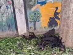 नौतपा में प्रकृति पर संकट, 500 चमगादड़ों के शव उठाने में जुटे नगर पालिका कर्मचारी
