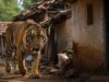 बांधवगढ़ में दहशत: बाघ ने घर में घुसकर महिला पर किया हमला, तीन परिजन भी घायल