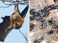 भीषण तापमान और लू से जनजीवन प्रभावित, बालाघाट में गर्मी ने तोड़े रिकॉर्ड