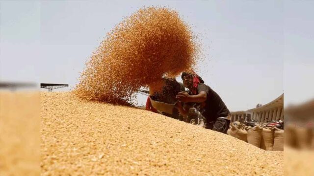 wheat_A_45_2-3.jpg
