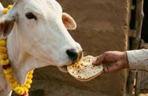 पहली रोटी गाय और आखिरी रोटी कुत्ते को खिलाने के पीछे क्या है धार्मिक और वास्तु महत्व?