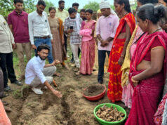 छत्तीसगढ़ में हल्दी क्रांति की शुरुआत, धमतरी के नगरी में 250 टन उत्पादन का लक्ष्य