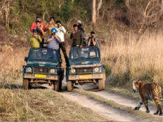 MP Tiger Reserve: 10 लाख से ज्यादा पर्यटकों ने देखा जंगल का रोमांच, आज से बंद होंगे सभी पार्क