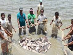 मानसून सीजन में मछलियों को मिलेगा संरक्षण, 15 अगस्त तक मछली पकड़ने पर रोक लागू