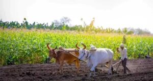 कृषि क्षेत्र को बड़ी सौगात, पीएम मोदी करेंगे किसान सम्मान निधि की राशि हस्तांतरित