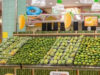UP Mango Export: दुबई में गूंजा दशहरी-लंगड़ा का स्वाद, समंदर के रास्ते पहुंची 12.5 टन खेप