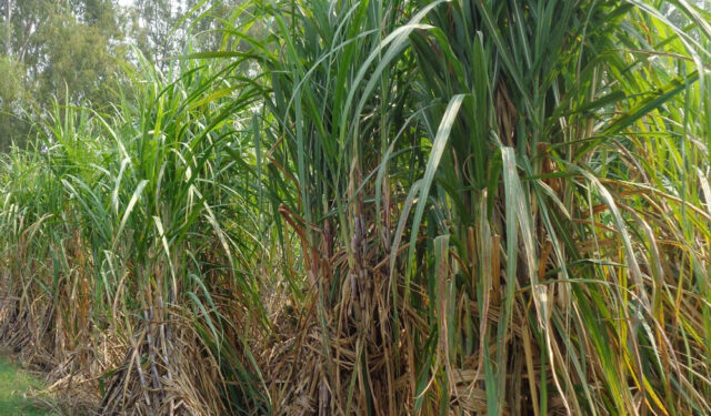 25A_188.jpg
