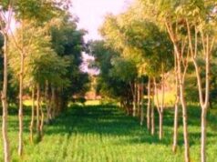 छत्तीसगढ़ में हरित पहल को बढ़ावा, उद्योगों के लिए प्रति हेक्टेयर 2,500 पौधे लगाना हुआ अनिवार्य