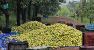 नाशपाती से चमकी किसान मनोज यादव की किस्मत