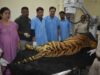 खिवनी अभयारण्य से लाए गए घायल बाघ “युवराज” का वन विहार में हो रहा उपचार