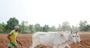 इस खरीफ सीजन में 48.69 लाख हेक्टेयर क्षेत्र में बोनी का है लक्ष्य