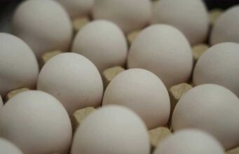 अब अंडे ने भी रुलाया! कीमतों में उछाल का इथेनॉल से क्या है कनेक्शन?