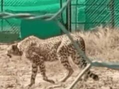 कॉलर ने बंद किया सिग्नल, 21 दिन तक लापता रही चीता निर्वात; आखिरकार जंगल में मिली